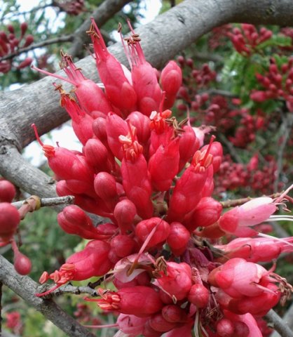 Schotia afra var. afra flower features